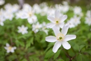 29th Apr 2025 - Wood Anemone