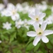 Wood Anemone