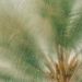 Young Coconut Tree by cocokinetic
