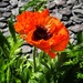 Poppy by thistle_01