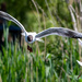 Black headed gull by stevejacob