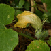 Pumpkin Patch (maybe)