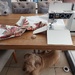 Sewing (with Nala at my feet!)