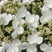 Viburnum plicatum