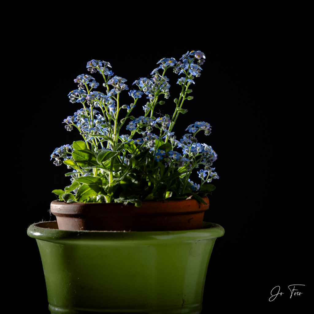 forget-me-not by jo63