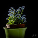 forget-me-not