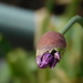 allium 