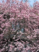 29th Apr 2025 - Magnolia Envy