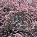 Magnolia Envy by 365projectorgheatherb