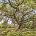300 year old Live Oak