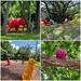 Neon colored animals at the garden