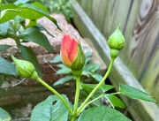 30th Apr 2025 - Maybe Tomorrow