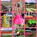 Bushy's Tulip Farm Adventure