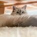 Under the bed by corinnec