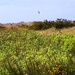 Whispers of the Dunes