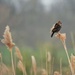 Red-winged Blackbird by ljmanning