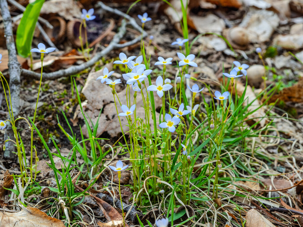 Bluets by klopfer