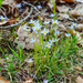 Bluets