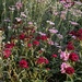 Garden delights
