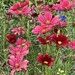 Hampton Park Gardens 