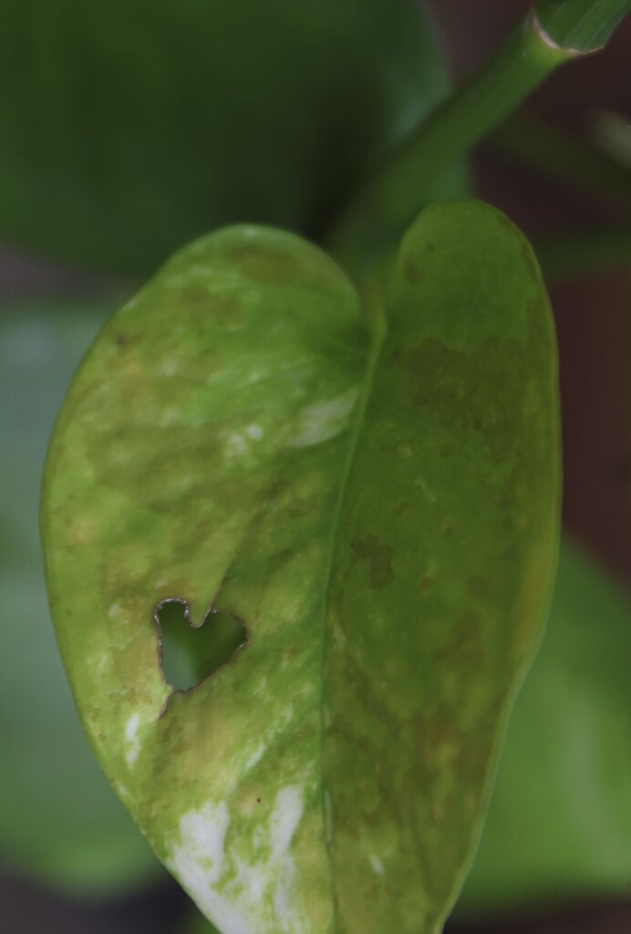 Ivy Love by judyc57