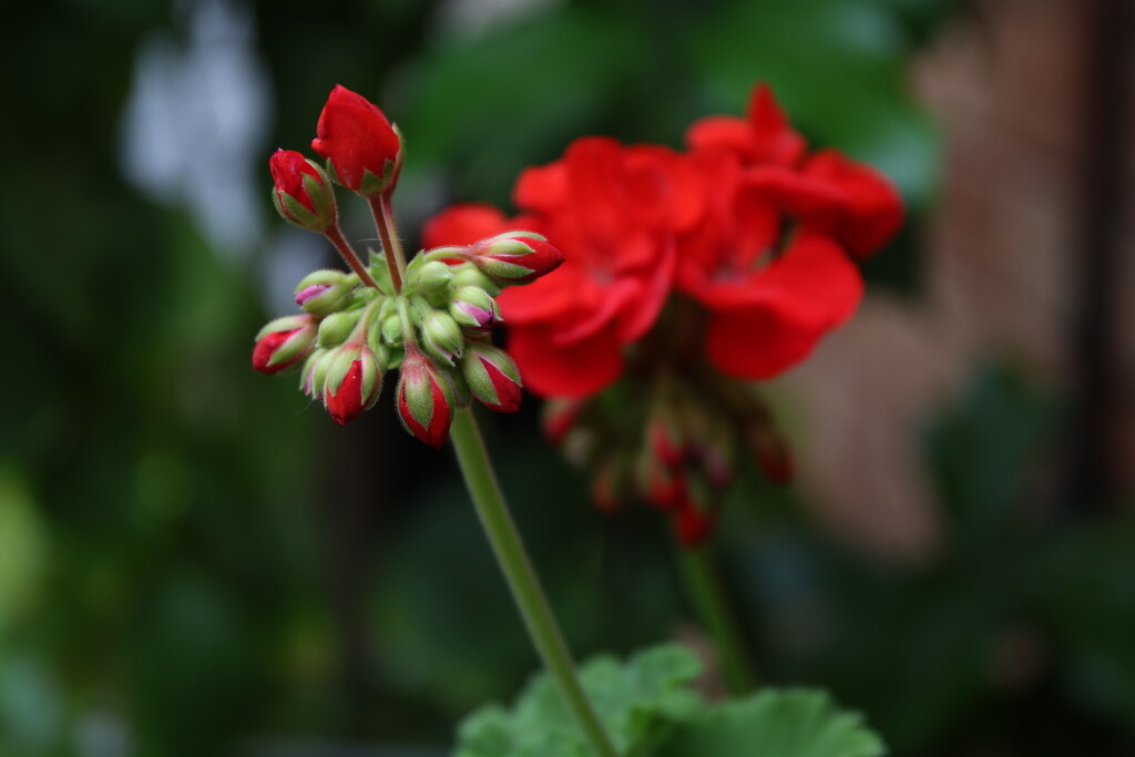 Geranium Buds by judyc57