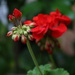Geranium Buds