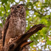 Great Horned Owl Mom, Standing Guard!