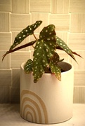 29th Apr 2025 - Spotted Angel Wing Begonia