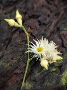 30th Apr 2025 - Found Gum Blossoms 