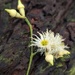 Found Gum Blossoms 