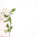 White, Yellow and Green by allsop