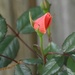 Our first spring rosebud... by marlboromaam