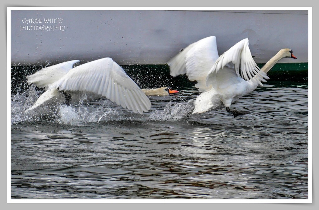 Angry Bird!!! by carolmw