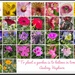 One Subject April - Flowers by njmom3