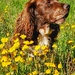 Does your dog bite ? by laroque