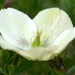 Hellebore~~~