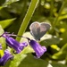 Holly blue butterfly by pattyblue