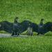 Black Vultures