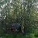 Willow and it's way 