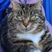 Swingin' Mog  by 30pics4jackiesdiamond