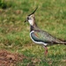 Lapwing(pee-wit) by craftymeg
