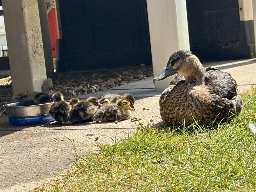 Motherhood by gillian1912