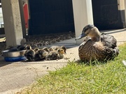 30th Apr 2025 - Motherhood