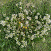 Danish Scurvy-grass