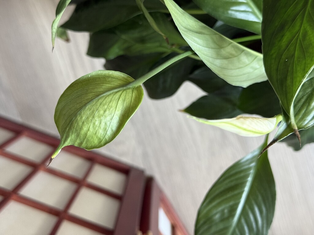 4 25 Peace Lily back by sandlily