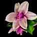 Magnolia by carole_sandford