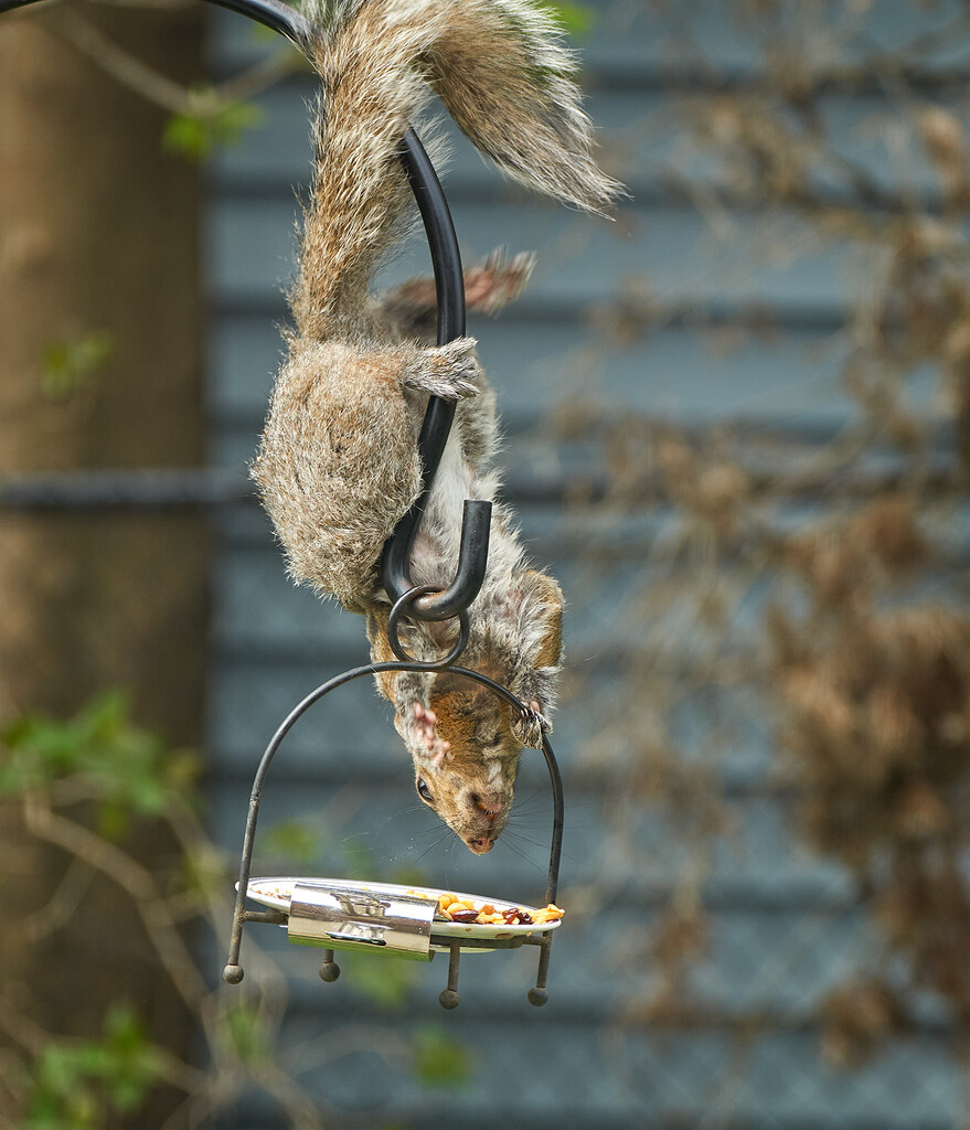 I'm Losing My Grip. . . by gardencat