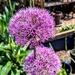 Alliums  by boxplayer