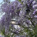 Wisteria by felicityms